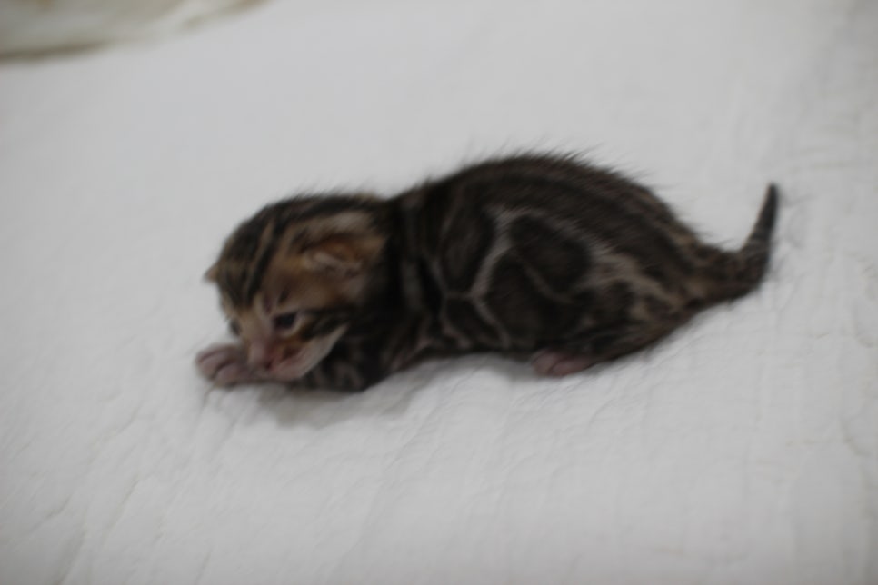 빅로젯이 멋진 뱅갈고양이 꼬맹이 남아예요~ 관련 이미지 2