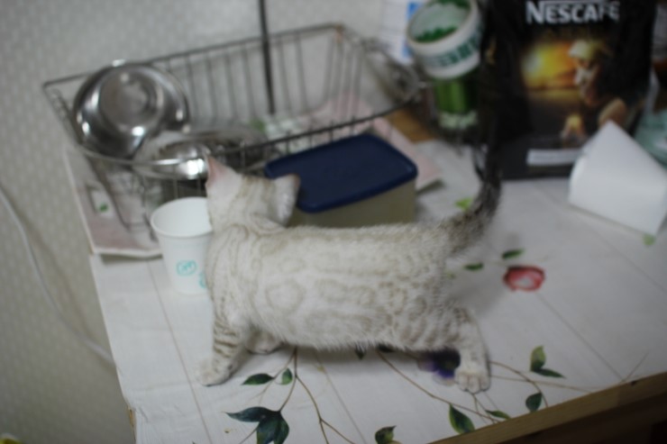 스노우 뱅갈고양이 키퍼 여아~~ 관련 이미지 7