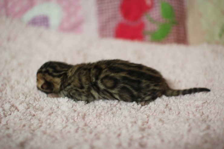 소유뱅갈고양이 캐터리 빅로젯 브라운 여아 꼬물이 관련 이미지 2