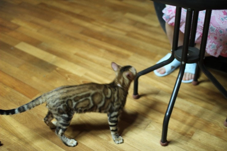 장난치다 지쳐서 헉헉 거리는 뱅갈고양이 워리어 예요~ 관련 이미지 3