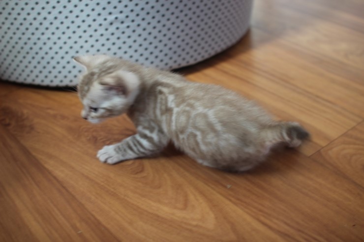 밍크 뱅갈고양이 남아 많이 컸어요^^ 관련 이미지 4