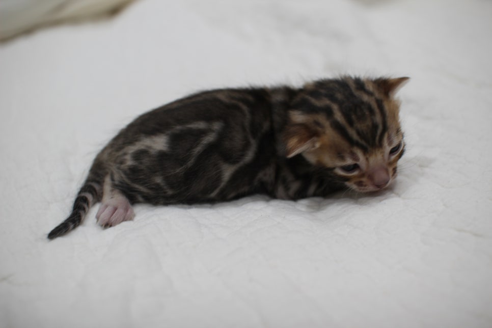 포동포동 건강히  잘 크고 있는 뱅갈고양이 남아예요~ 관련 이미지 5