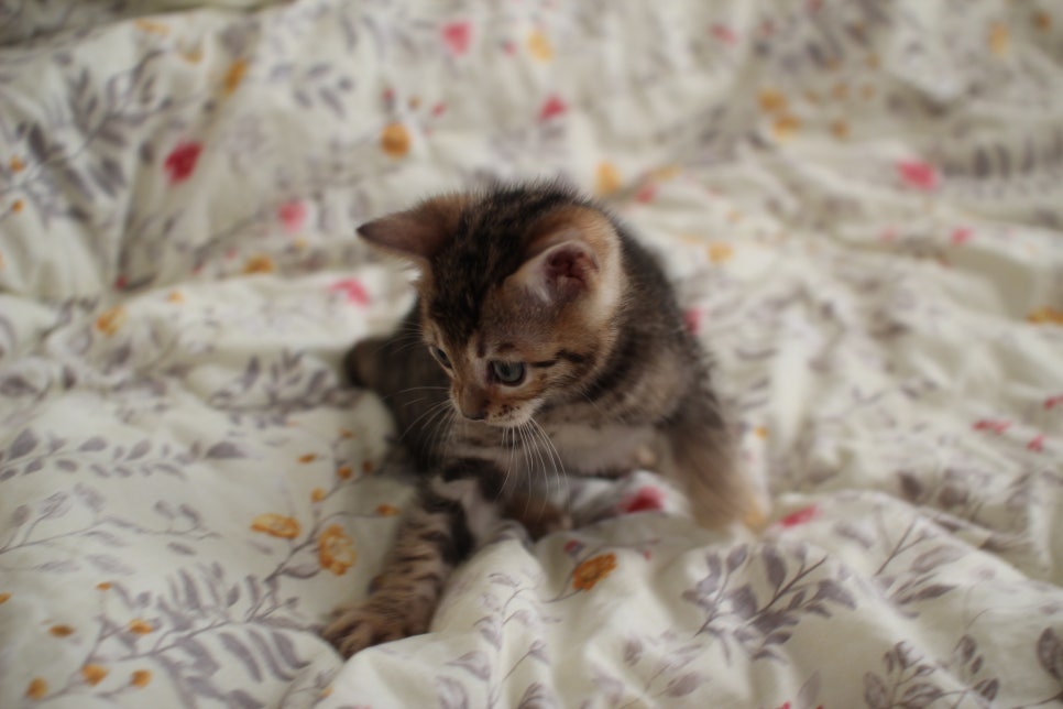 뱅갈고양이 개냥이를 찾으세요? 관련 이미지 8