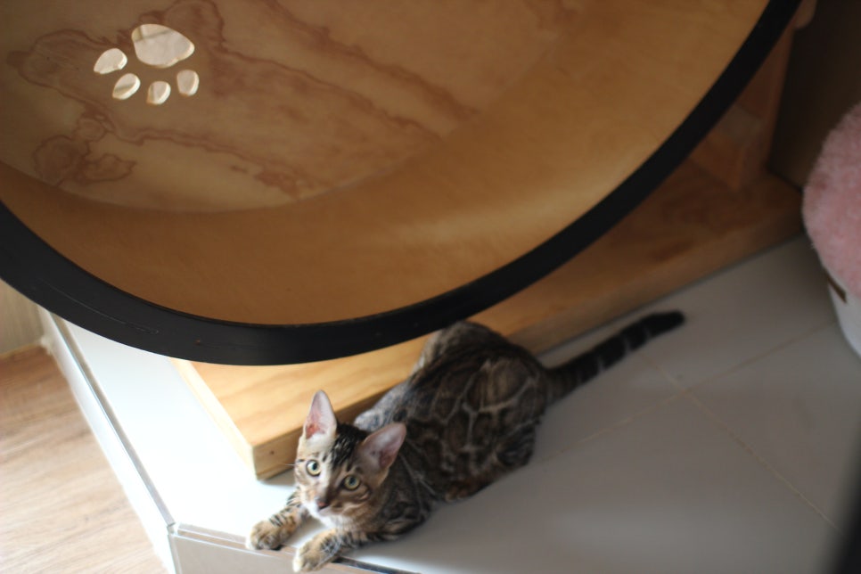 뱅갈고양이분양 너희들 강아지니? 고양이니? ^^ 관련 이미지 13