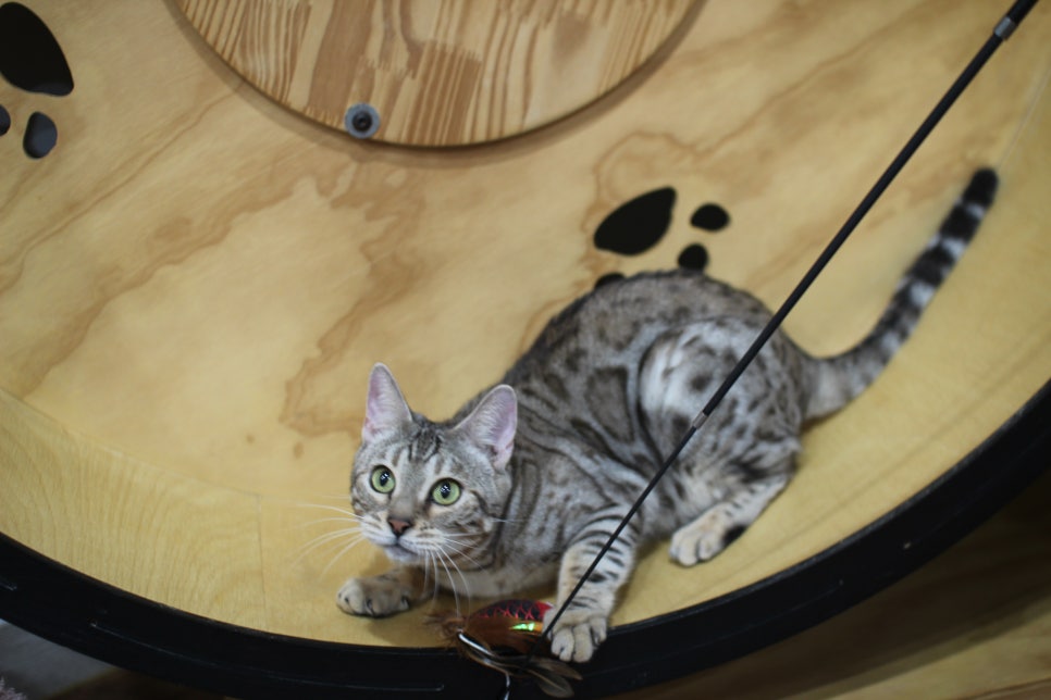 실버뱅갈고양이 성묘여아 완전 개냥이 분양해요^^ 관련 이미지 2