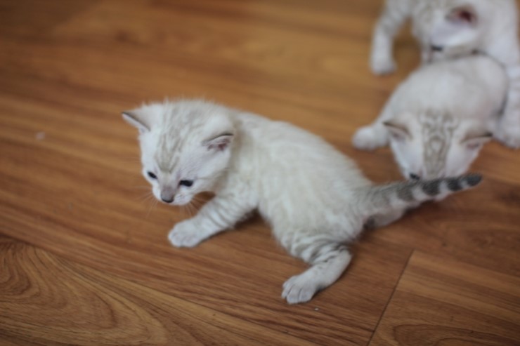 소유캐터리 스노우,실버 뱅갈 고양이 꼬맹이들~ 관련 이미지 6