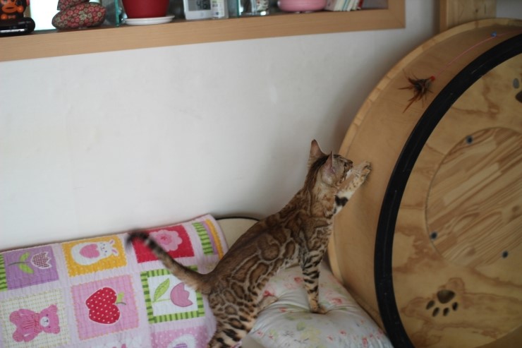 뱅갈고양이 여아 스텔라 신났네 신났어 관련 이미지 26