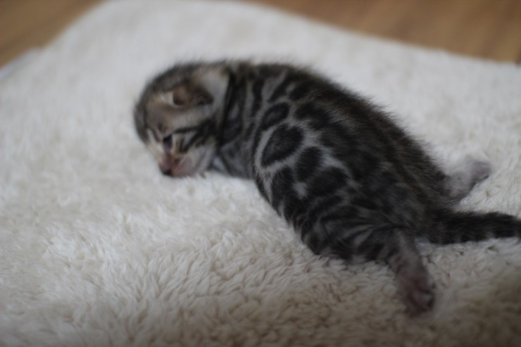 브라운 뱅갈고양이 여아 두아이예요~ 관련 이미지 5