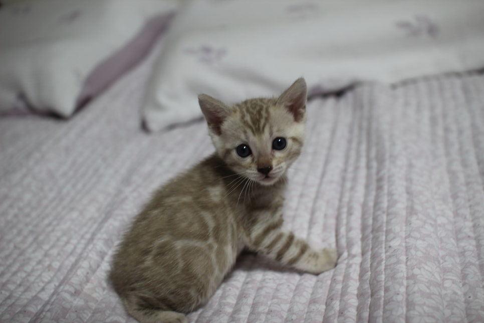 실밍크 뱅갈고양이 요정으로도 부족한 미묘 여아에요~ 관련 이미지 2