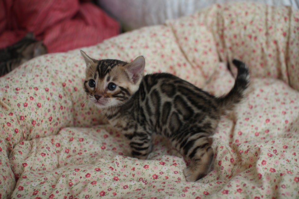 브라운 뱅갈고양이 여아2 분양 합니다~ 관련 이미지 4