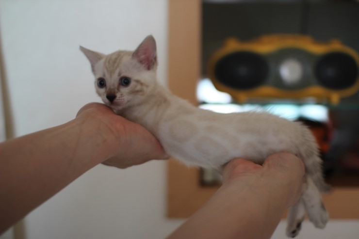 하얀 눈꽃송이 스노우뱅갈고양이 꼬맹이 여아예요 관련 이미지 12