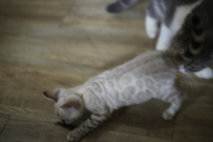 스노우 뱅갈고양이가 저희집 새식구가 됬어요... 관련 이미지 2