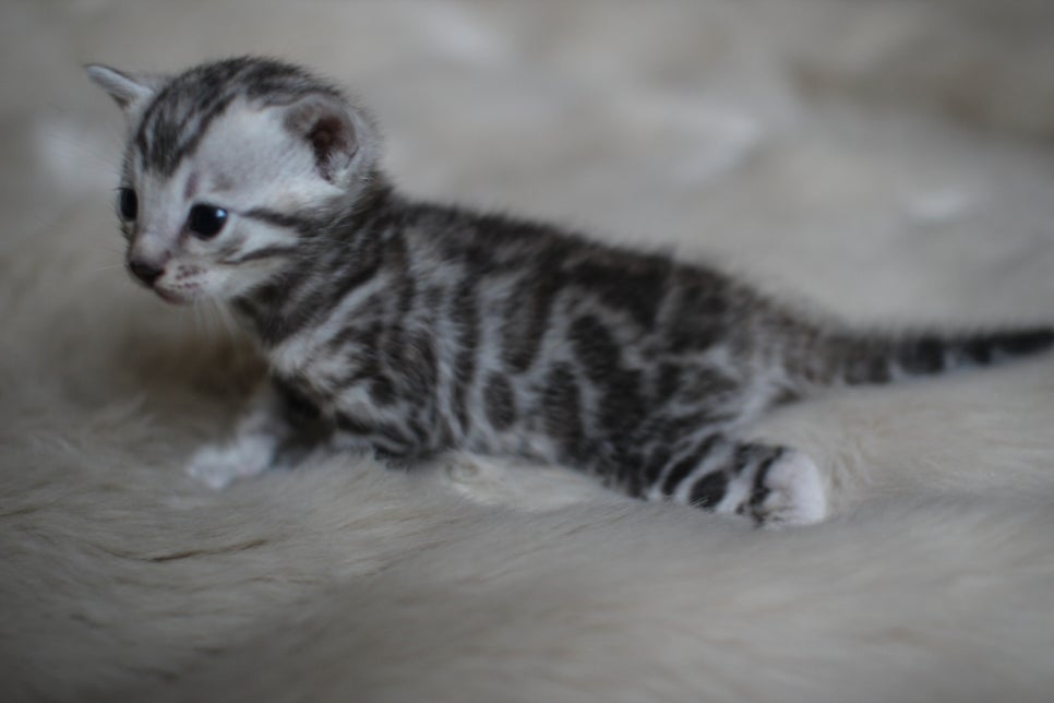 뱅갈고양이 분양은 순수혈통에 아이로 입양하세요~ 관련 이미지 3