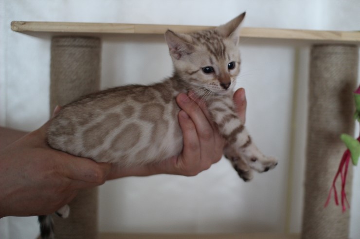 실밍크 뱅갈고양이 분양 남아 두아이 소개 합니다 관련 이미지 7