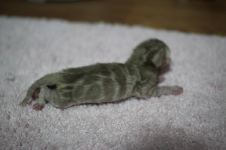 소유뱅갈고양이 캐터리 출산소식 관련 이미지 1