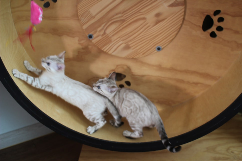 분양중인 스노우뱅갈고양이 남매예요~ 관련 이미지 3