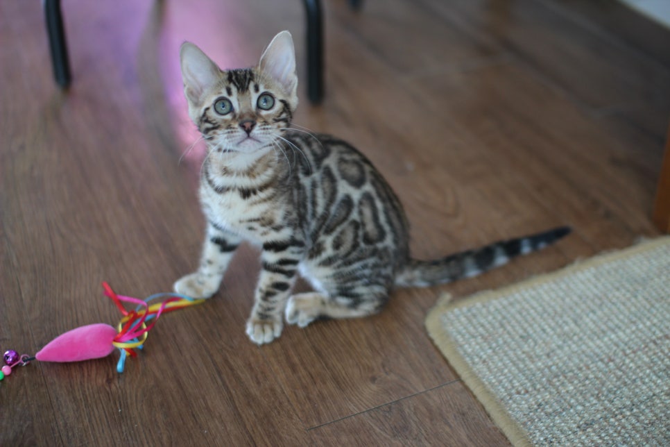 낯가림 없고 성격 최고인 뱅갈고양이 여아 분양해요~ 관련 이미지 5