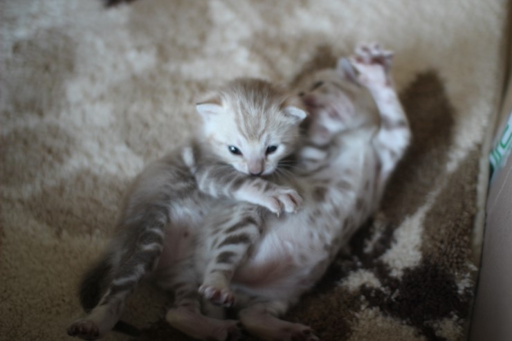 스노우 뱅갈고양이 밍크걸 보시고 가세요^^ 관련 이미지 26