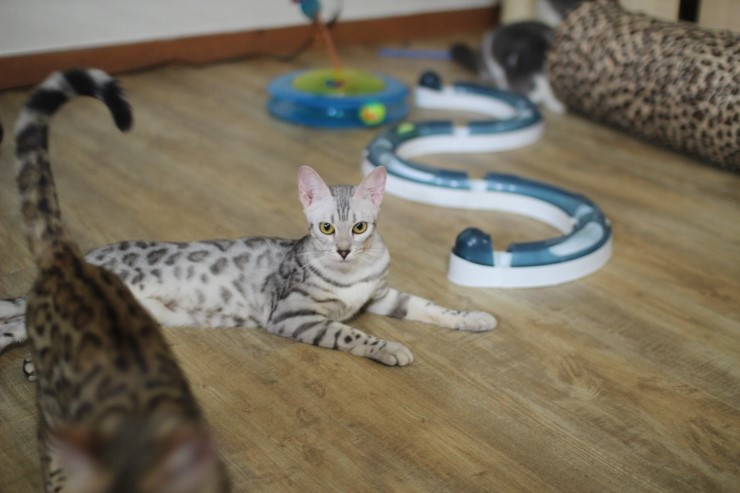 뱅갈고양이,뱅갈고양이 분양,미녀 뱅갈고양이들 입니다^^ 관련 이미지 5