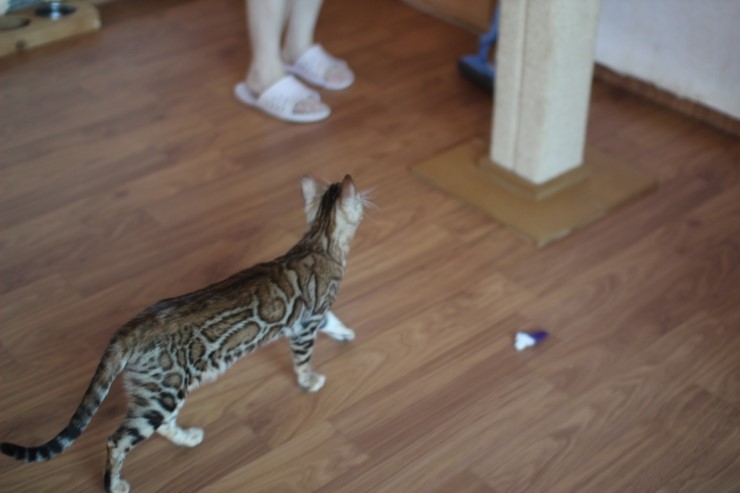 뱅갈고양이 큰방에 아이들 노는 모습~ 관련 이미지 4