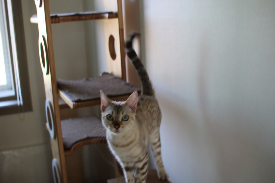 2층에서 생활하고 있는 스노우뱅갈고양이 주주~ 관련 이미지 3