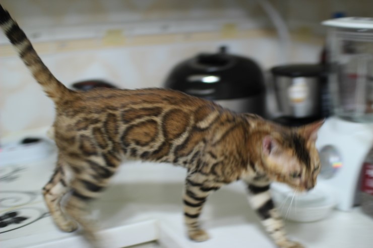 뱅갈고양이 키퍼 남아 워리어 입니다~^^ 관련 이미지 6