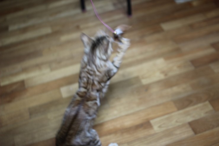 뱅갈고양이 스텔라 신났구나~~ 관련 이미지 1