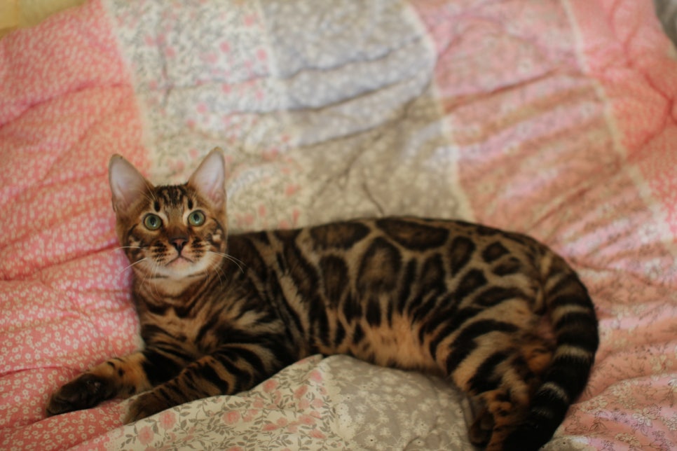 완전완전 개냥이 건강한 근육질 뱅갈고양이 남아 분양해요~ 관련 이미지 1