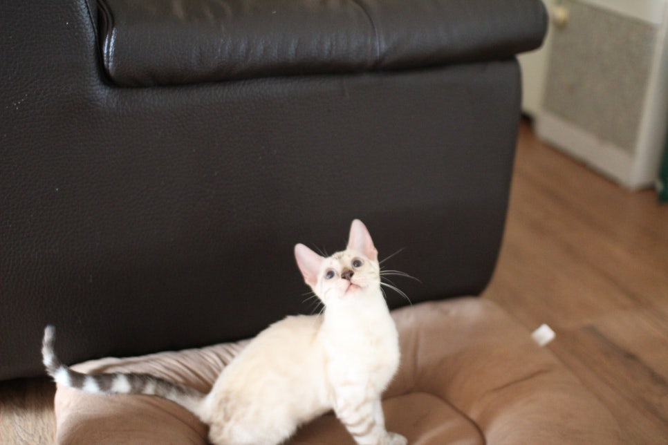 뱅갈고양이분양 너희들 강아지니? 고양이니? ^^ 관련 이미지 2