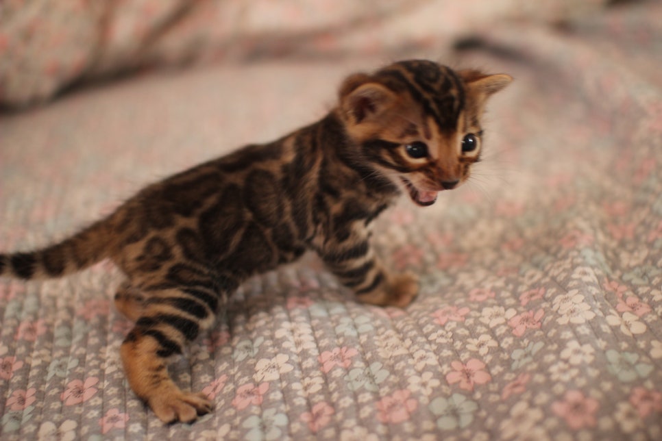 빅로젯 뱅갈남아 분양해요~ 관련 이미지 2