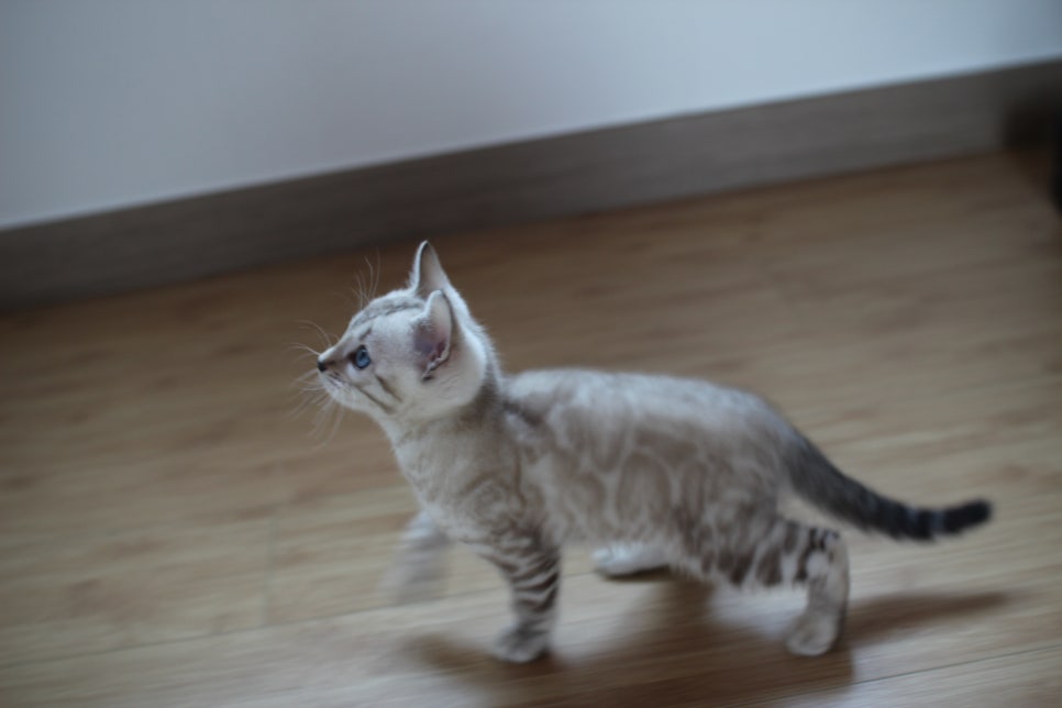 스노우뱅갈고양이 꼬맹이 신났네 신났어 관련 이미지 5