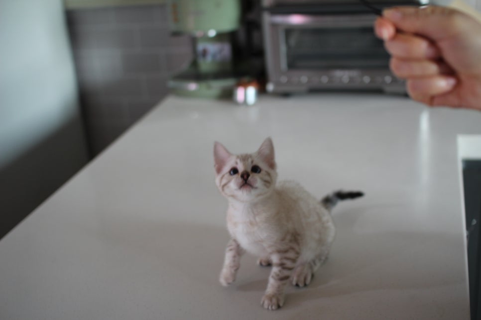 사람만 졸졸졸 따라 다니는 스노우뱅갈고양이 여아 분양해요~ 관련 이미지 3