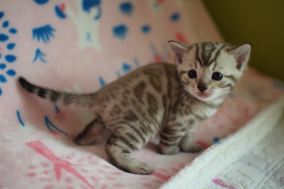 스노우뱅갈고양이 분양은 소유가 최고지! 관련 이미지 8