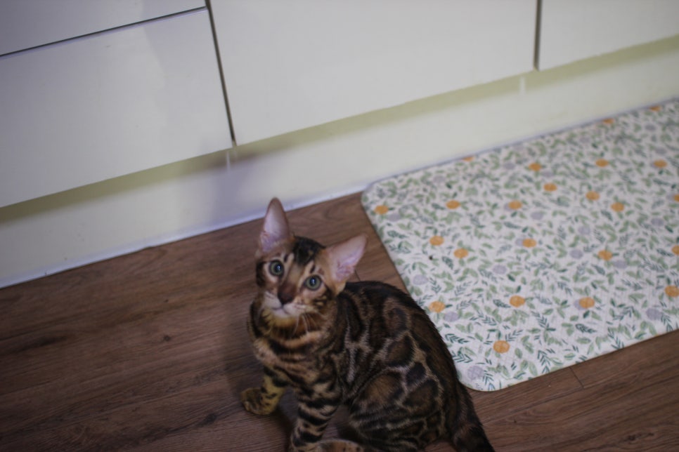 뱅갈고양이 강아지 같은 아이들 분양해요~ 관련 이미지 3