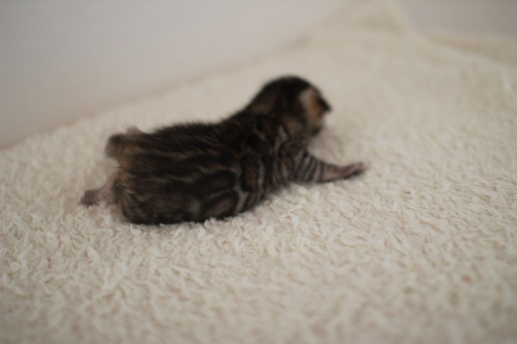 곰돌이가 되가는 녀석~ 관련 이미지 1