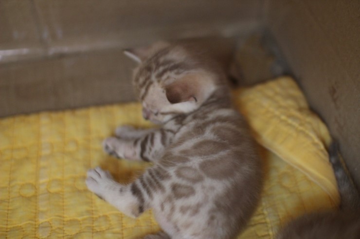 스노우 밍크 뱅갈고양이 남아예요. 관련 이미지 4