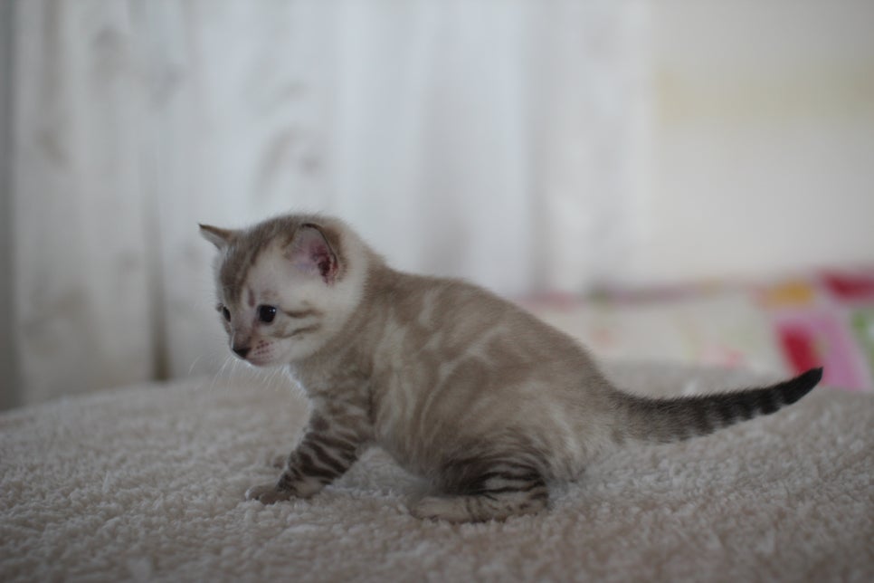 스노우 뱅갈고양이 꼬맹이 너무 이뻐요^^ 관련 이미지 7