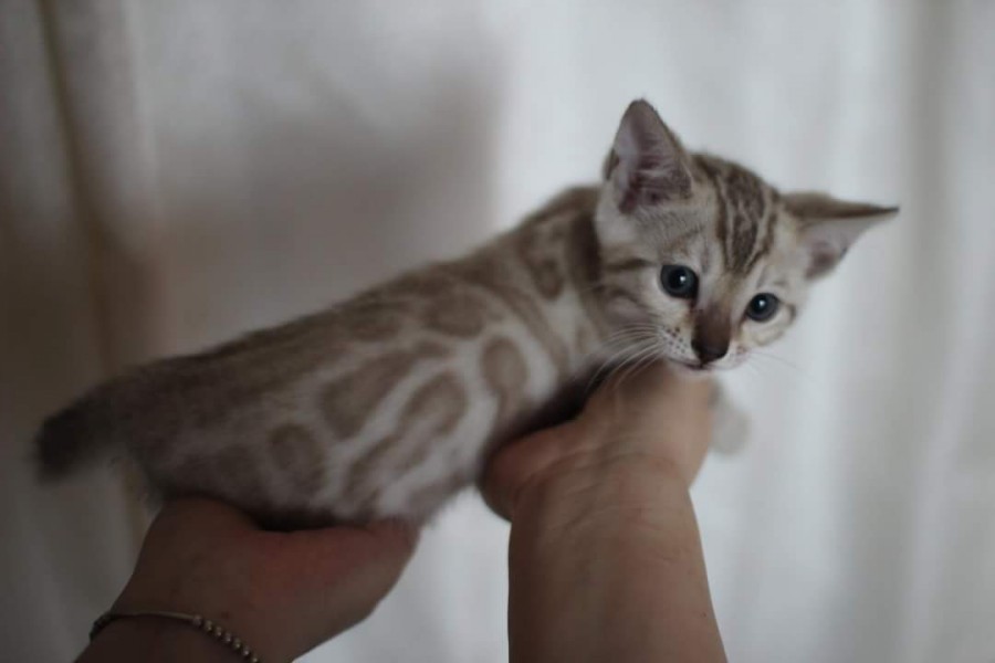 스노우뱅갈고양이 분양 소유캐터리로 오세요! 관련 이미지 3