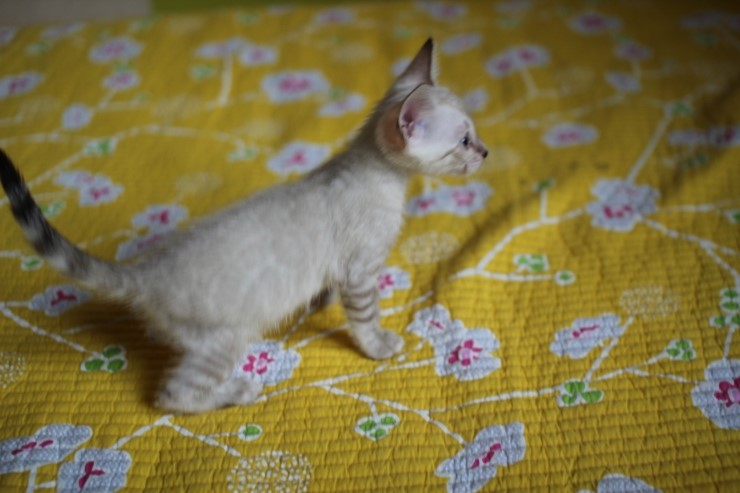 실링스 뱅갈고양이 막둥이예요~ 관련 이미지 1