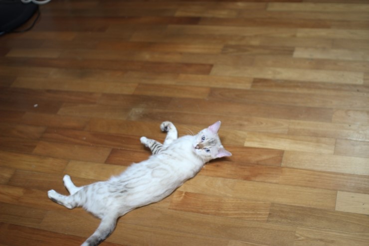 실링스 뱅갈고양이 키나예요~ 관련 이미지 1