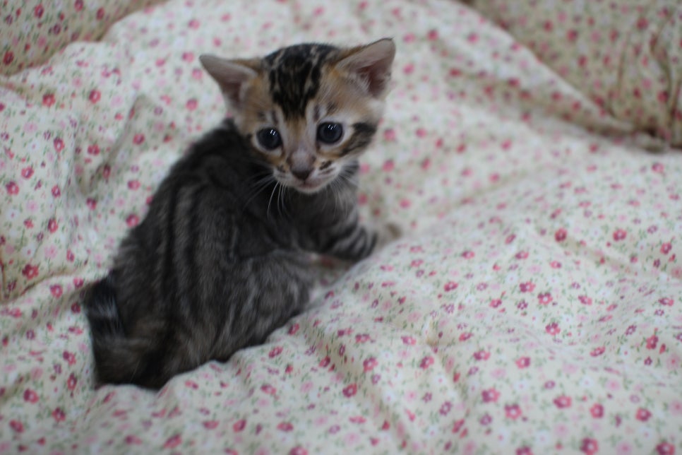 하루가 다르게 쑥쑥 크고 있는 뱅갈고양이 여아예요~ 관련 이미지 6