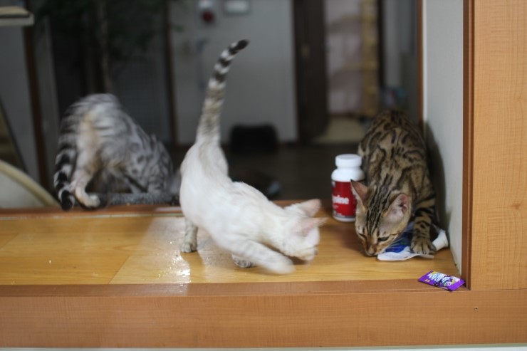 뱅갈고양이,뱅갈고양이분양,식탐쟁이 스노우뱅갈고양이 초아~~~ 관련 이미지 5