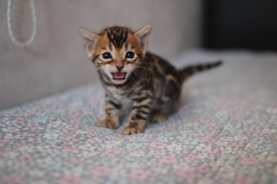 뱅갈고양이분양 동화속에 나오는 아이들! 관련 이미지 7