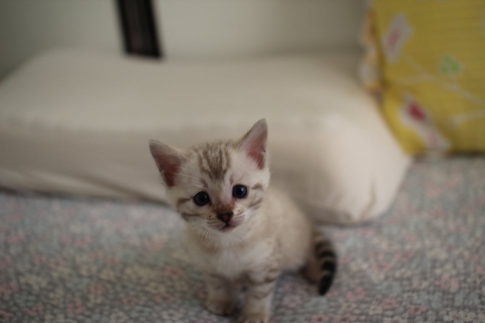 스노우뱅갈고양이 여아 분양해요~ 관련 이미지 1