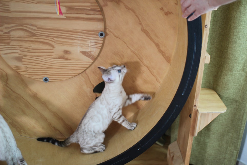 분양중인 스노우뱅갈고양이 남매예요~ 관련 이미지 2