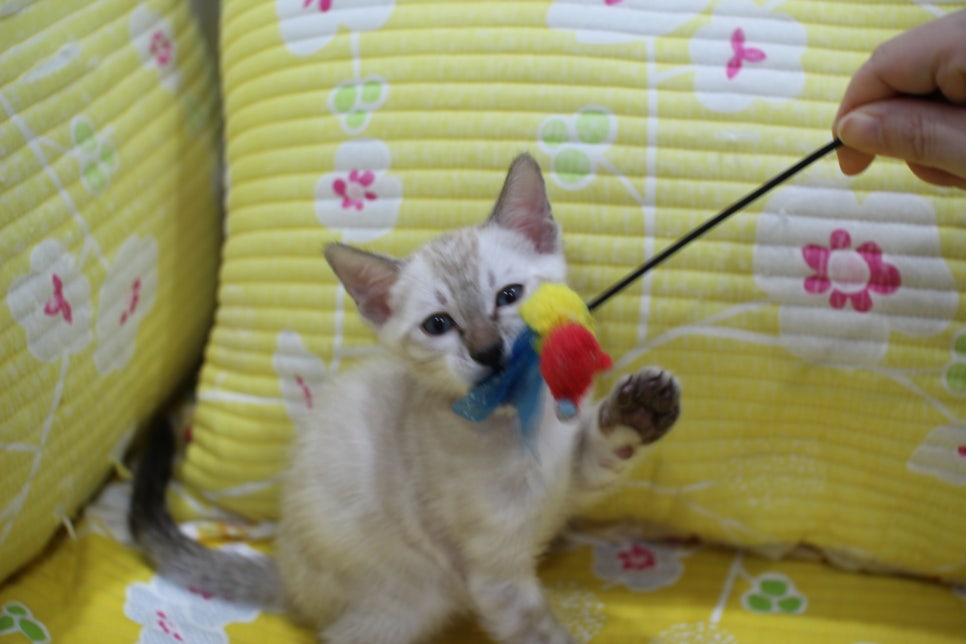 엄청난 순둥이 스노우뱅갈고양이 남아 분양해요~ 관련 이미지 10