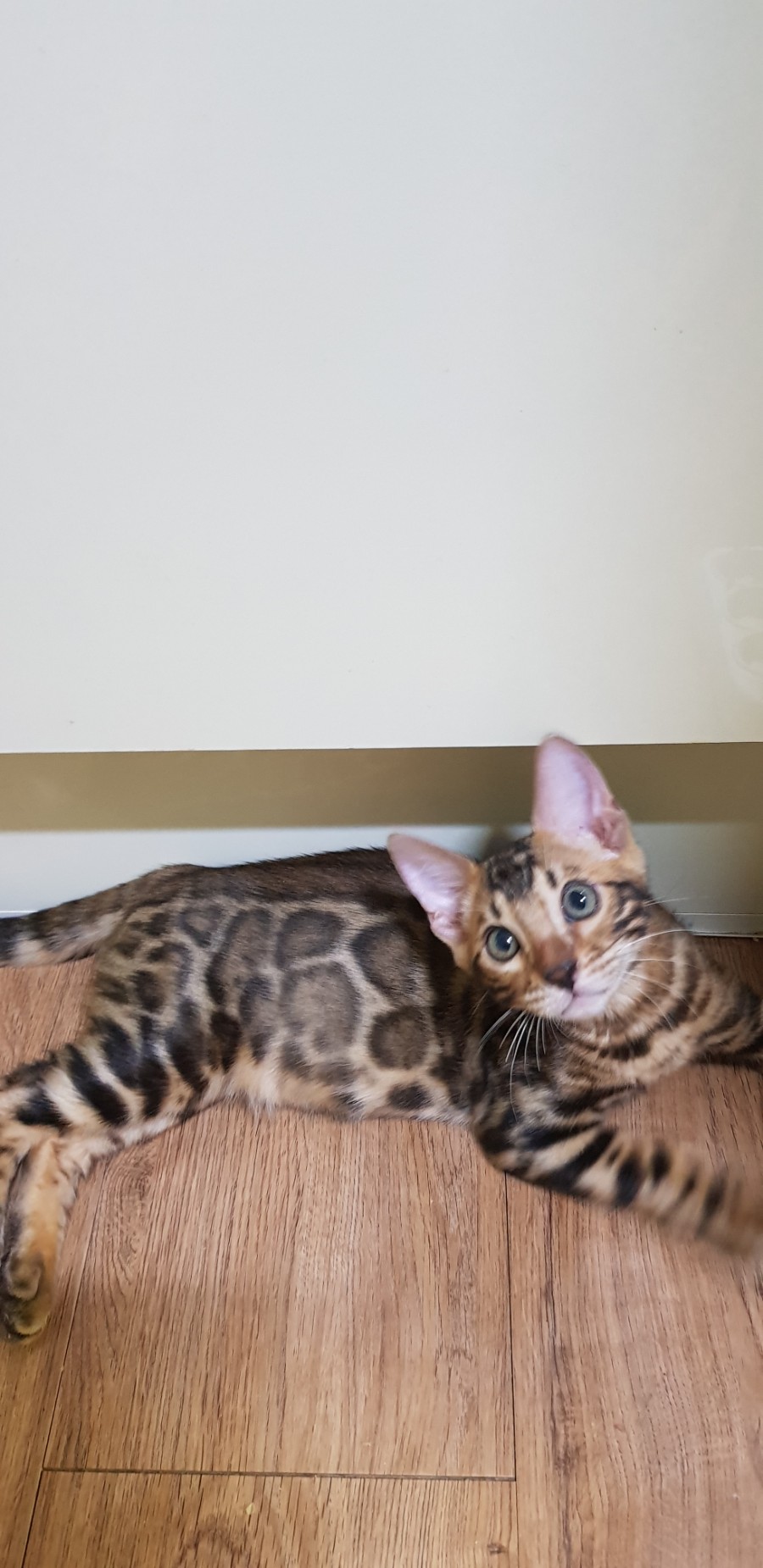 뱅갈고양이분양 초미묘들 등장이요 관련 이미지 14