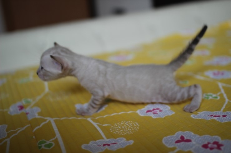 실링스 뱅갈고양이 키퍼 여아예요~ 관련 이미지 4