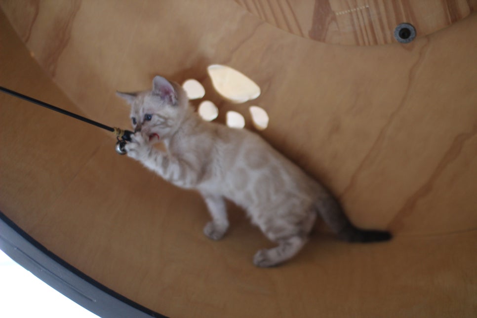 뱅갈고양이분양 무늬와 건강이 최고 관련 이미지 21