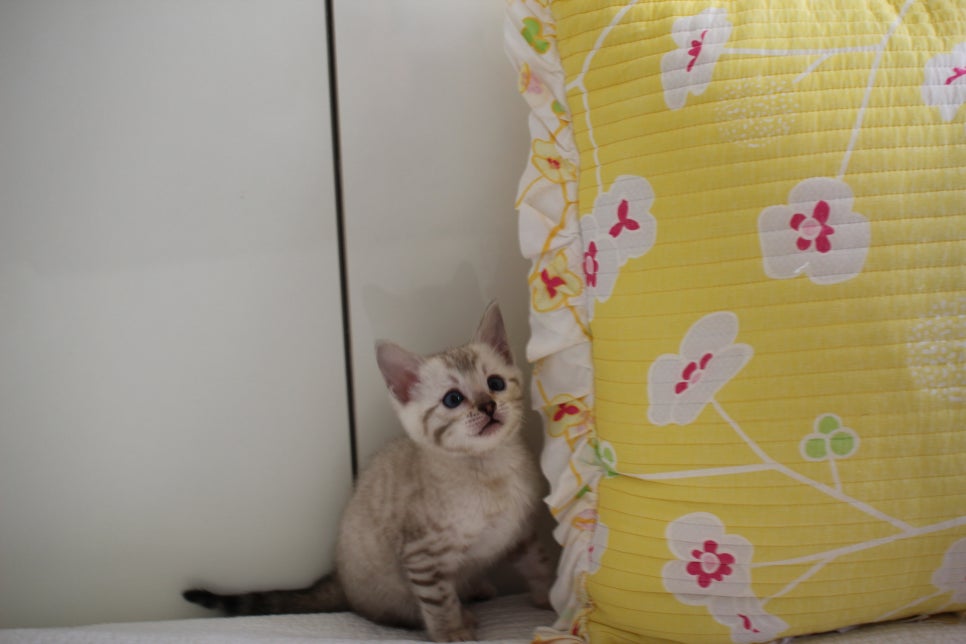 스노우뱅갈고양이 삼총사 분양해요~ 관련 이미지 14